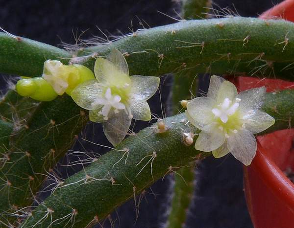 Rhipsalis baccifera subsp. horrida