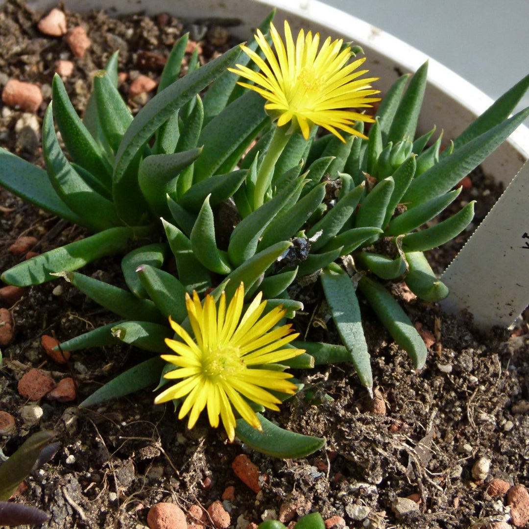 Bergeranthus