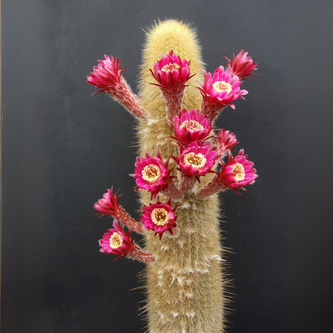 Espostoa