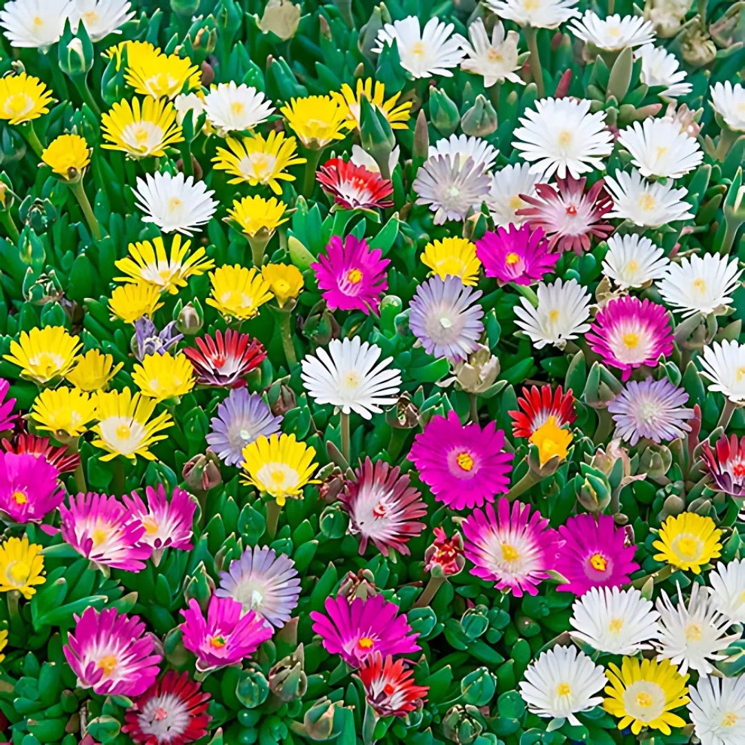 Lampranthus