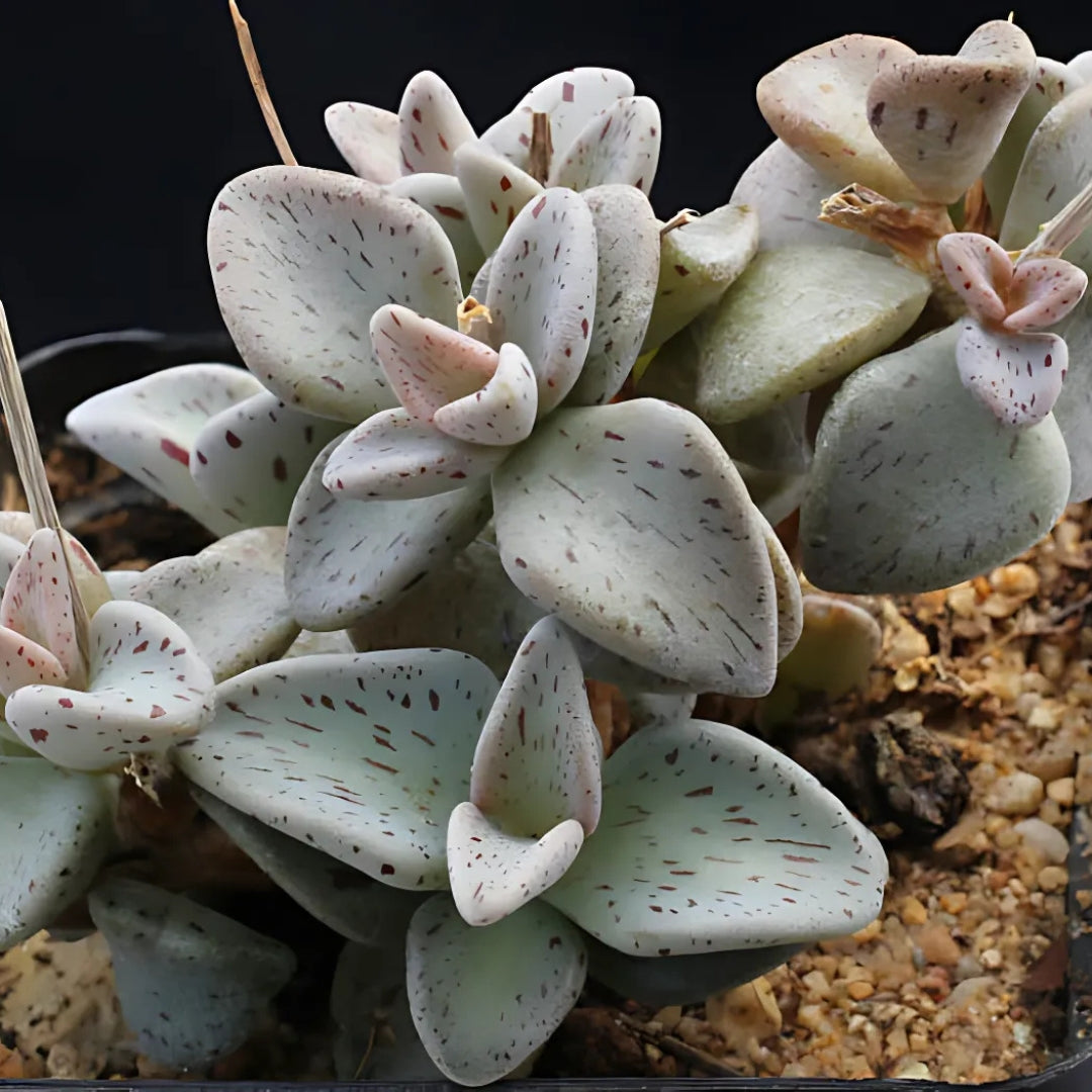 Lenophyllum