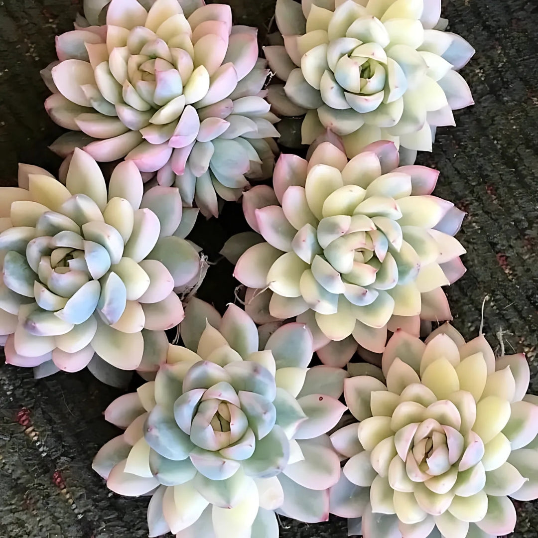 Suculentas Variegadas