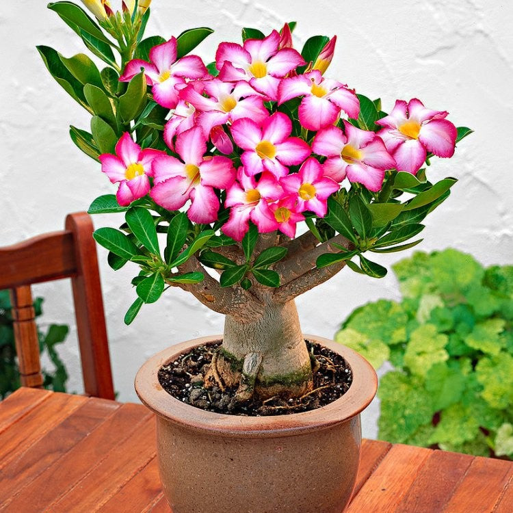 Adenium