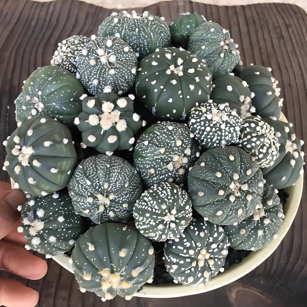 Cactos e Suculentas Raros ÚNICA