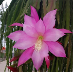 Epiphyllum - Cacto orquídea