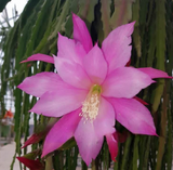 Epiphyllum - Cacto orquídea