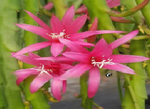 Epiphyllum - Cacto orquidea