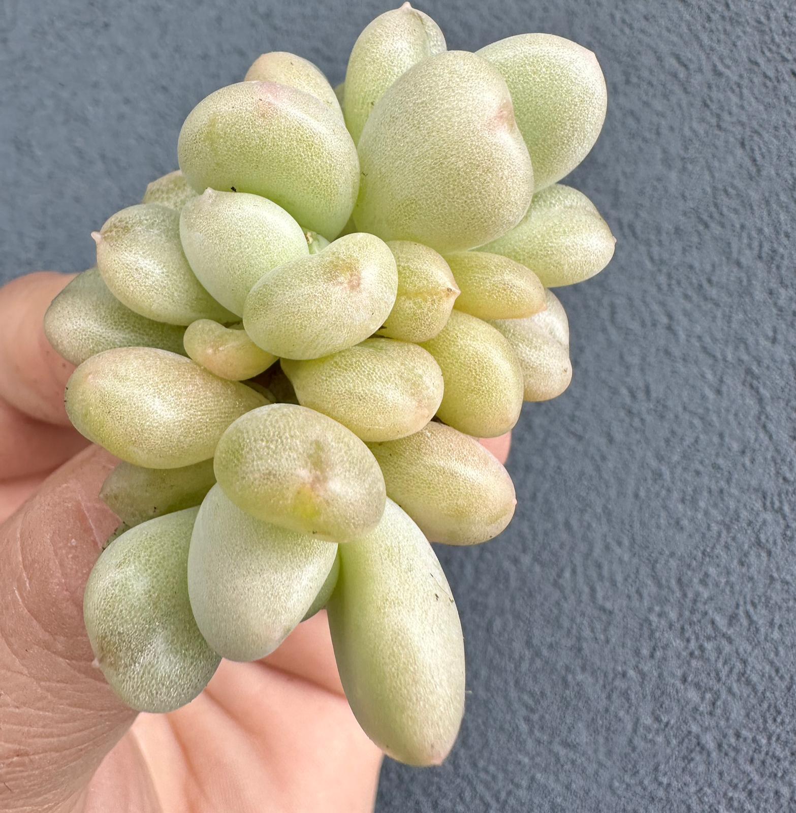 Echeveria “Bill Gates”