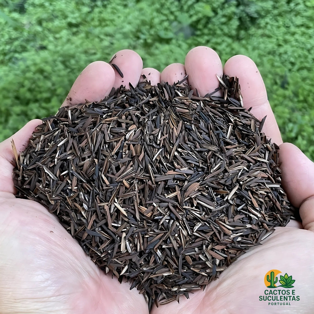 CASCA DE ARROZ CARBONIZADA