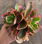 Kalanchoe fire rainbow