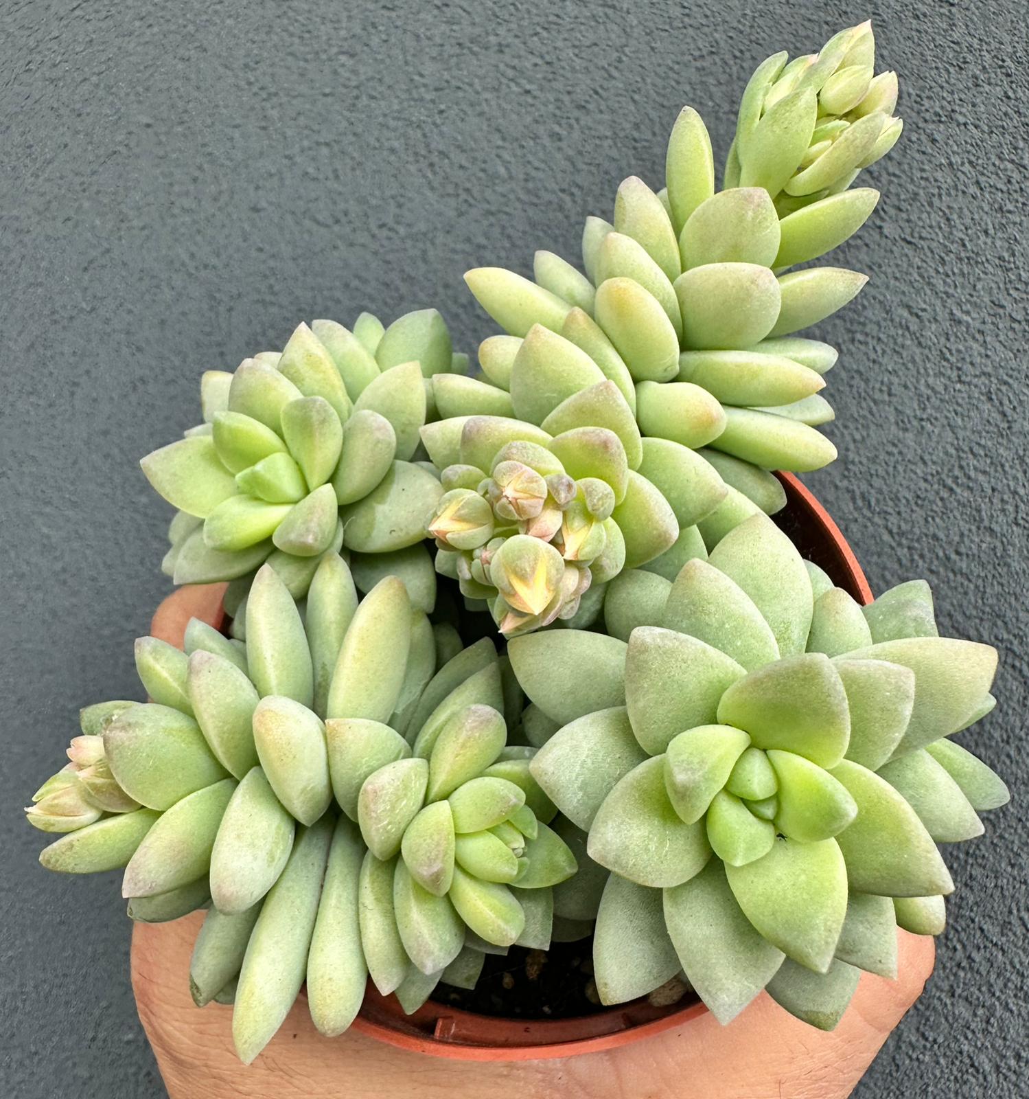 Sedum “Treleasei”