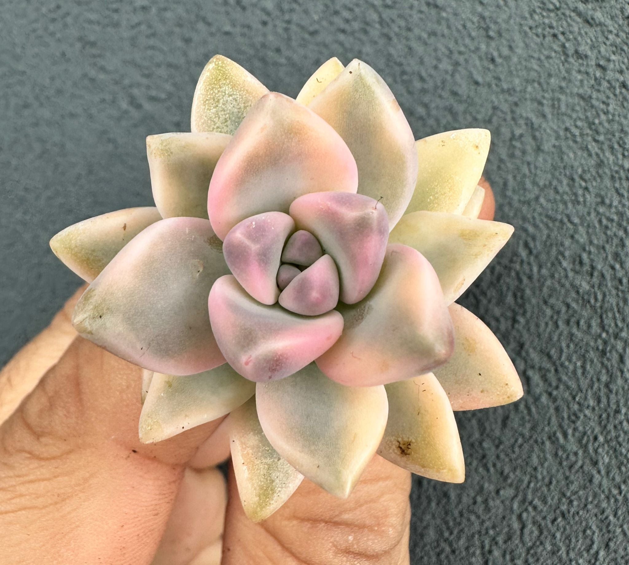 Graptosedum Ghost