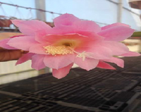 Epiphyllum - Cacto orquídea