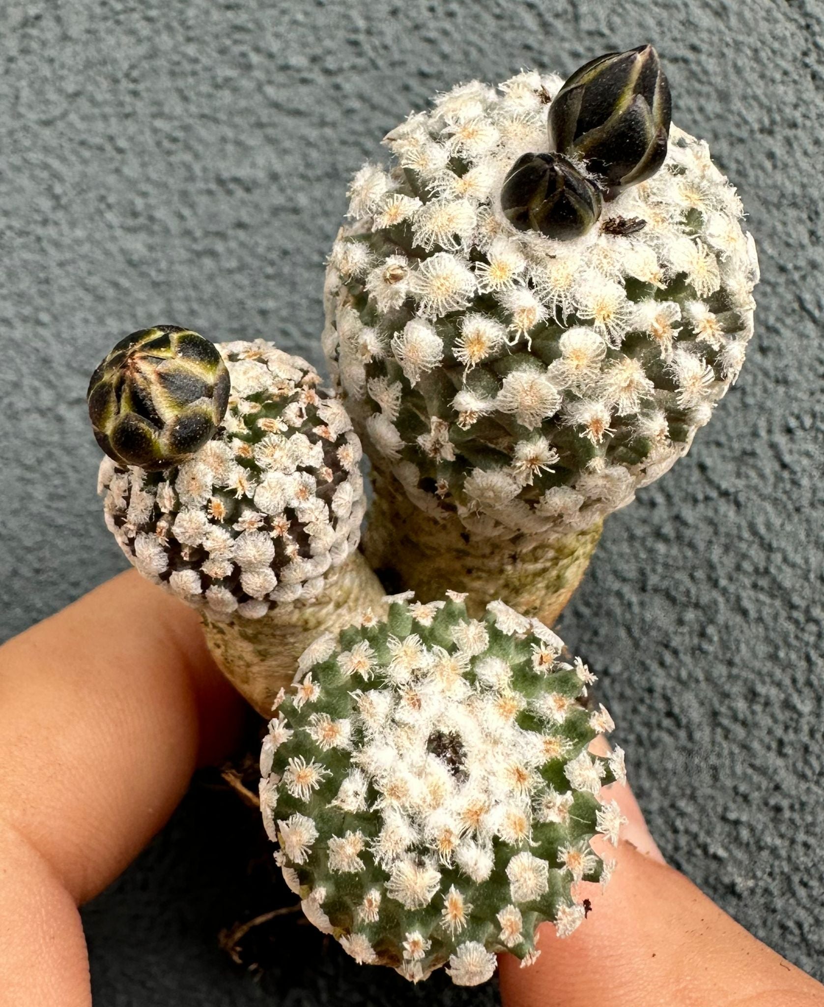 Turbinicarpus valdezianus