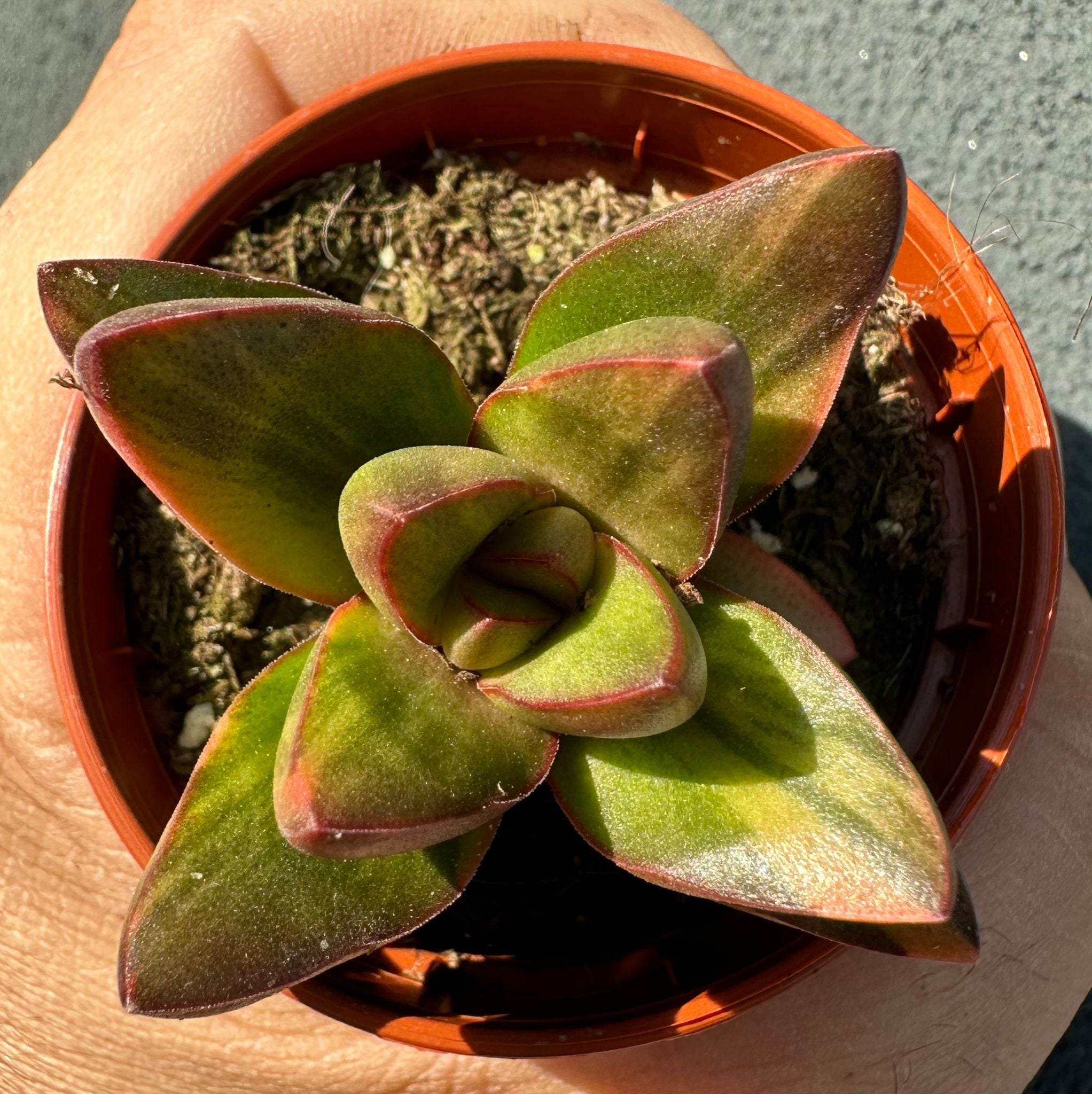 Crassula benjamin Variegata