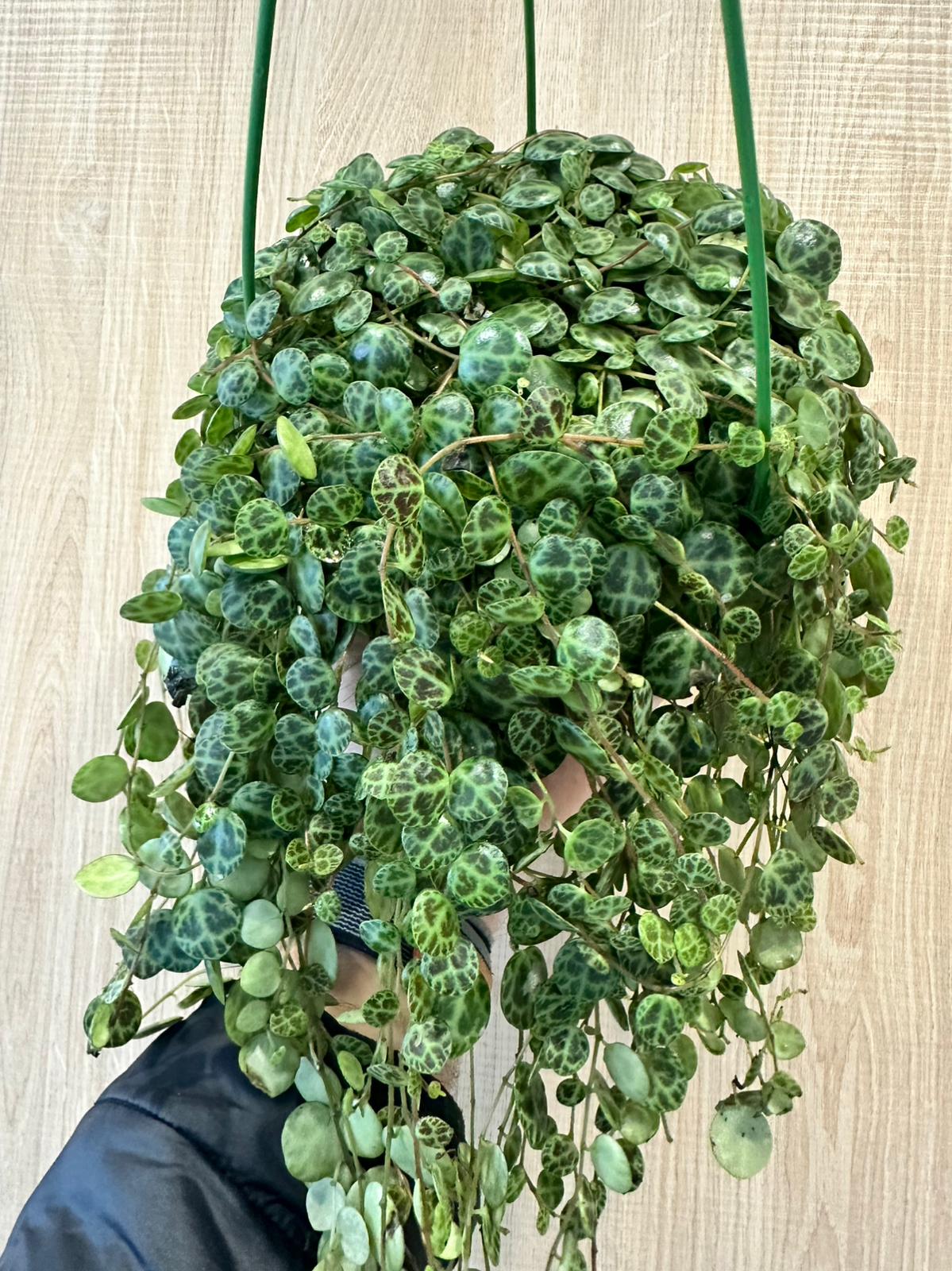 Peperomia Prostrata - Colar de tartarugas