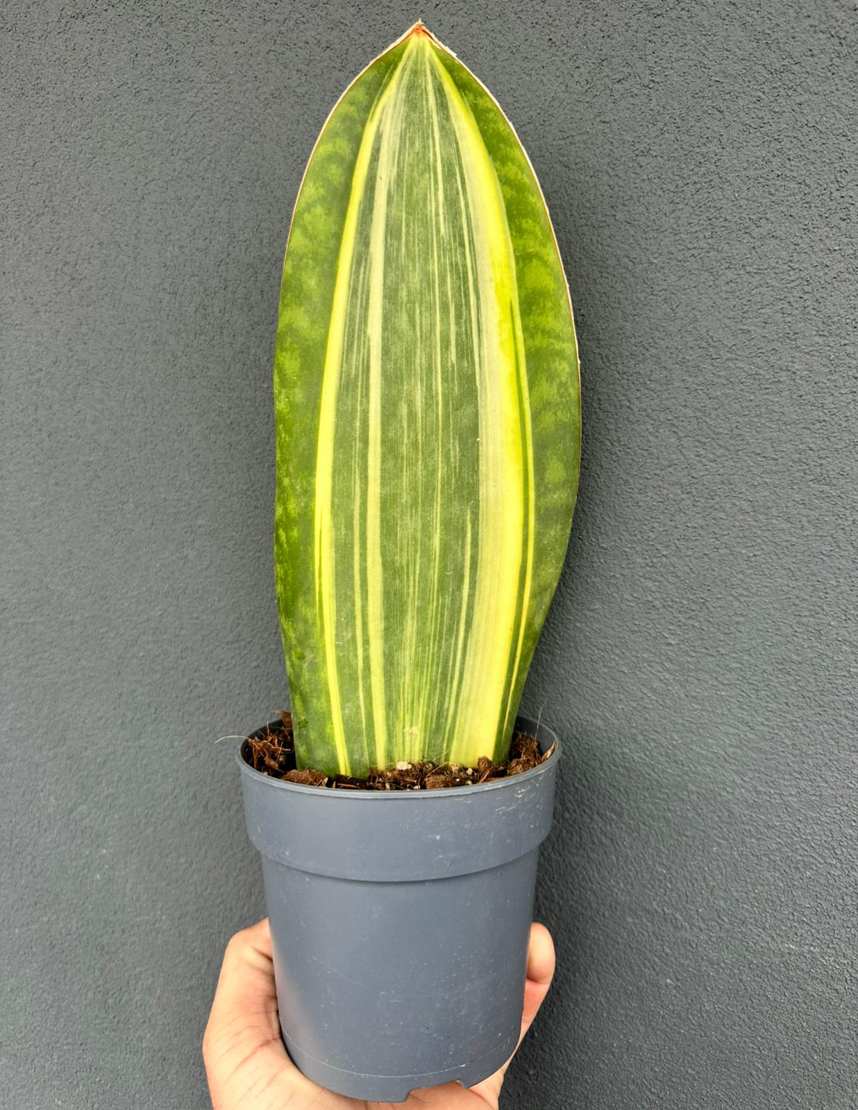 Sansevieria Masoniana Variegata
