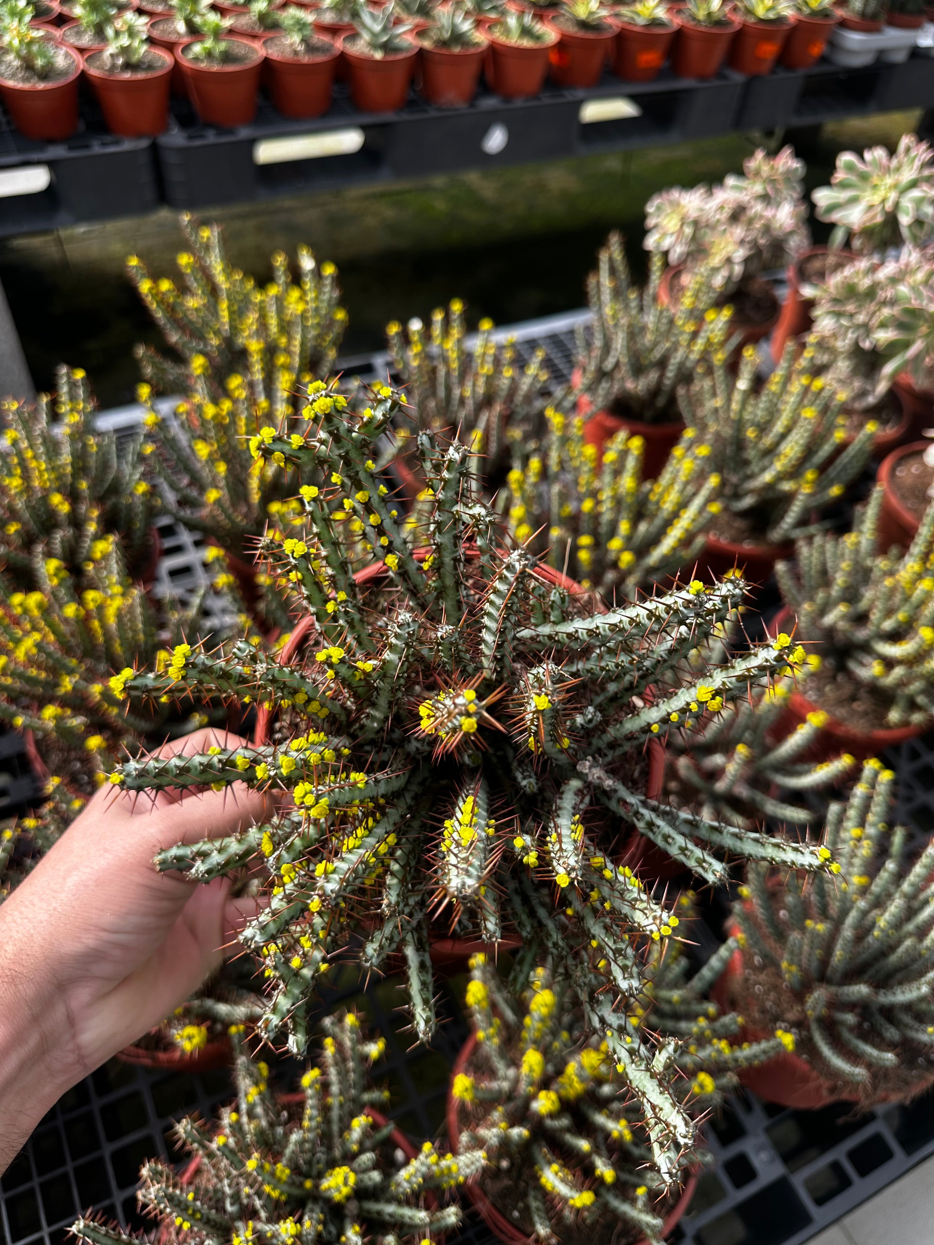 Euphorbia aeruginosa - EXTRA RAMIFICADA