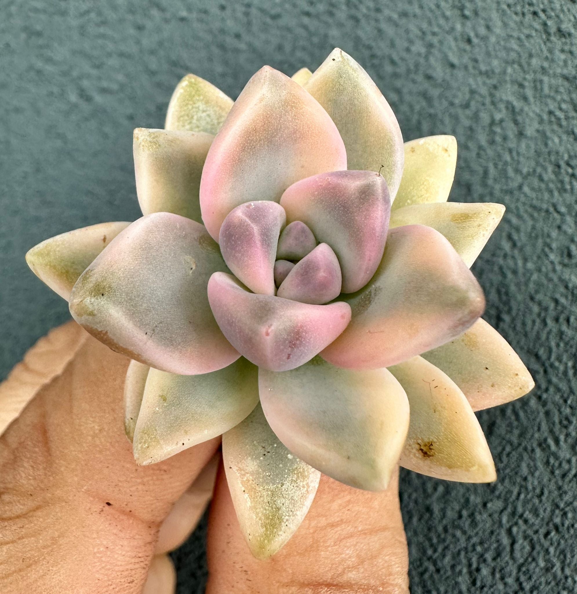 Graptosedum Ghost