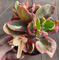 Kalanchoe Feuerregenbogen