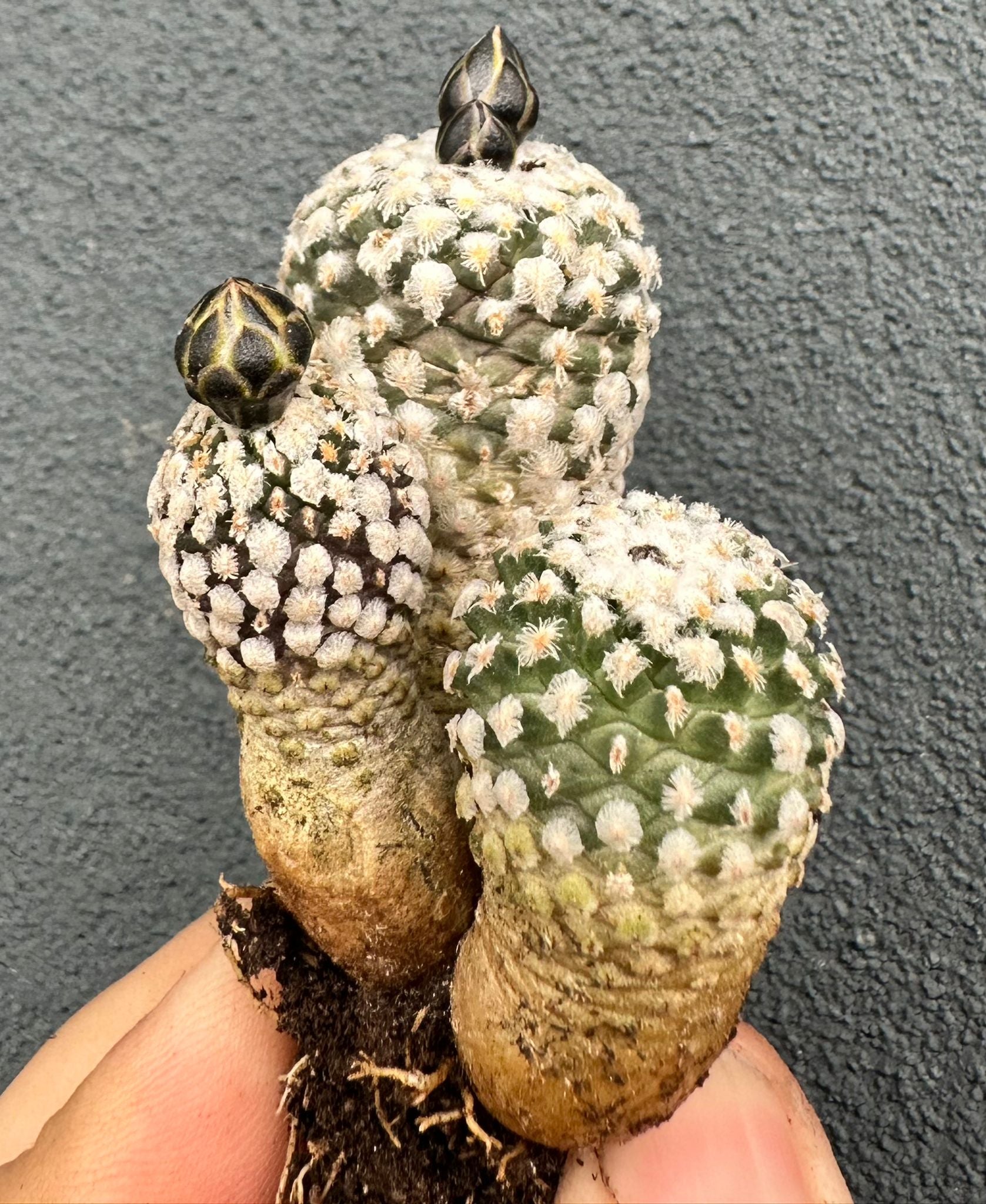 Turbinicarpus valdezianus