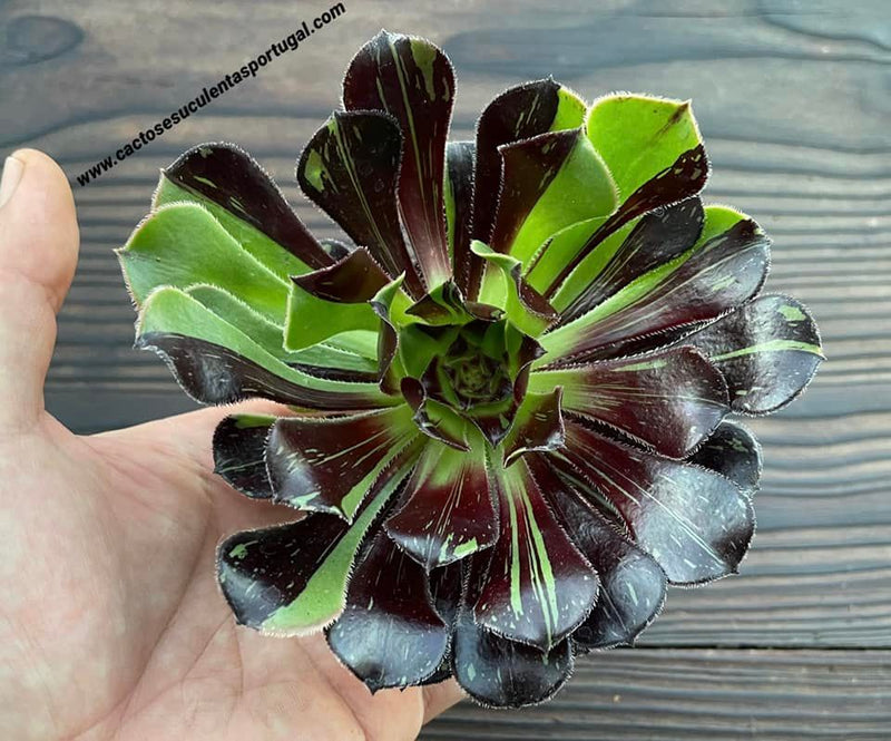 Caixa Misteriosa de Suculentas Aeonium – Edição Especial