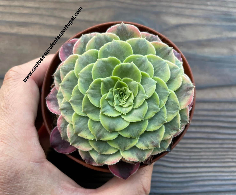Caixa Misteriosa de Suculentas Aeonium – Edição Especial