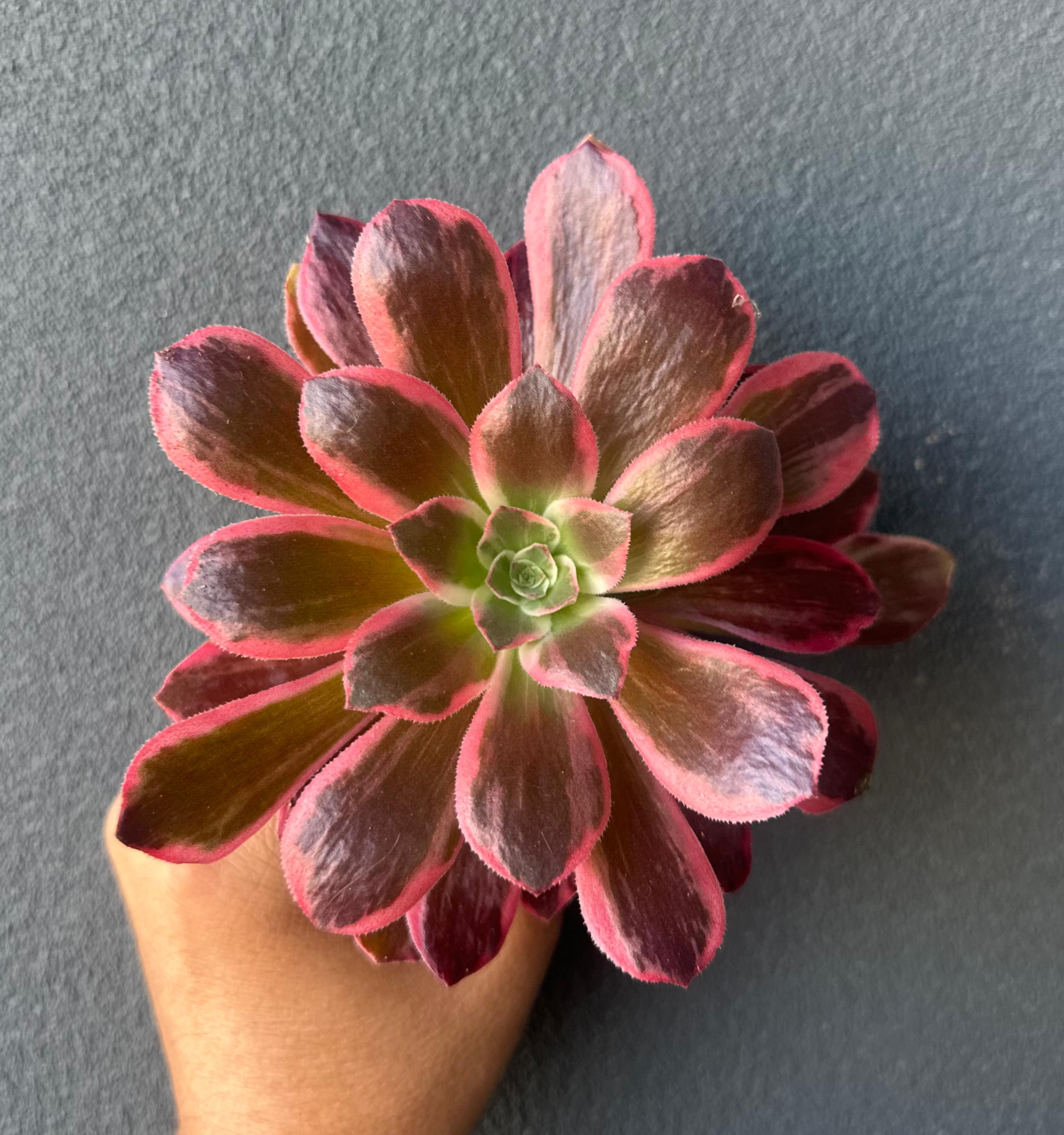 Aeonium “Idolization” 