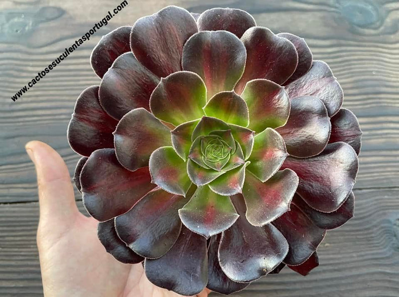 Kit Aeonium Variegado + Casca de Arroz Carbonizada