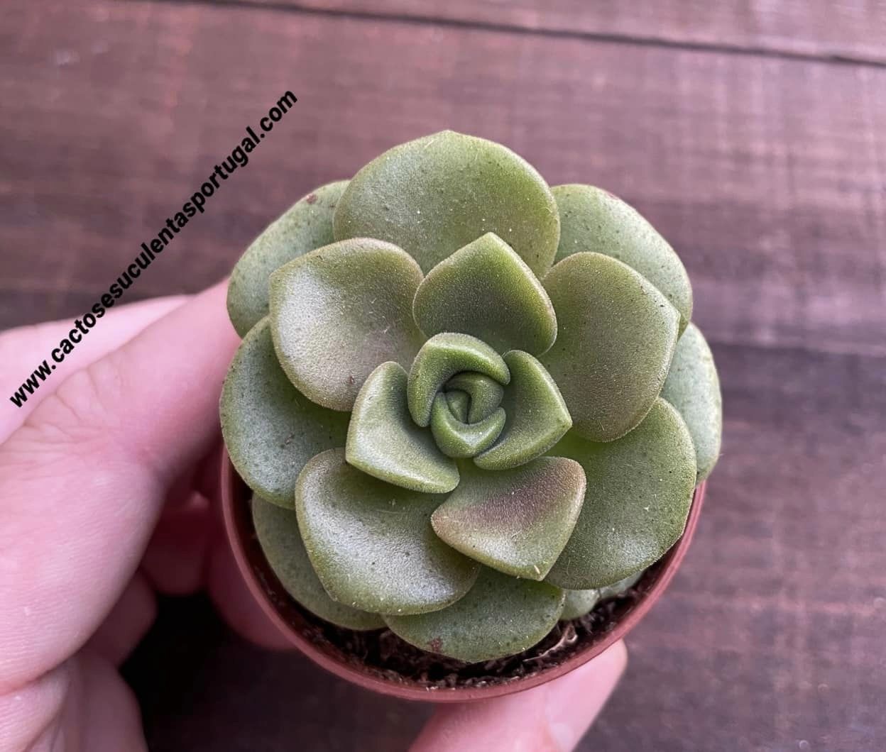 Aeonium 'Lily Pad'