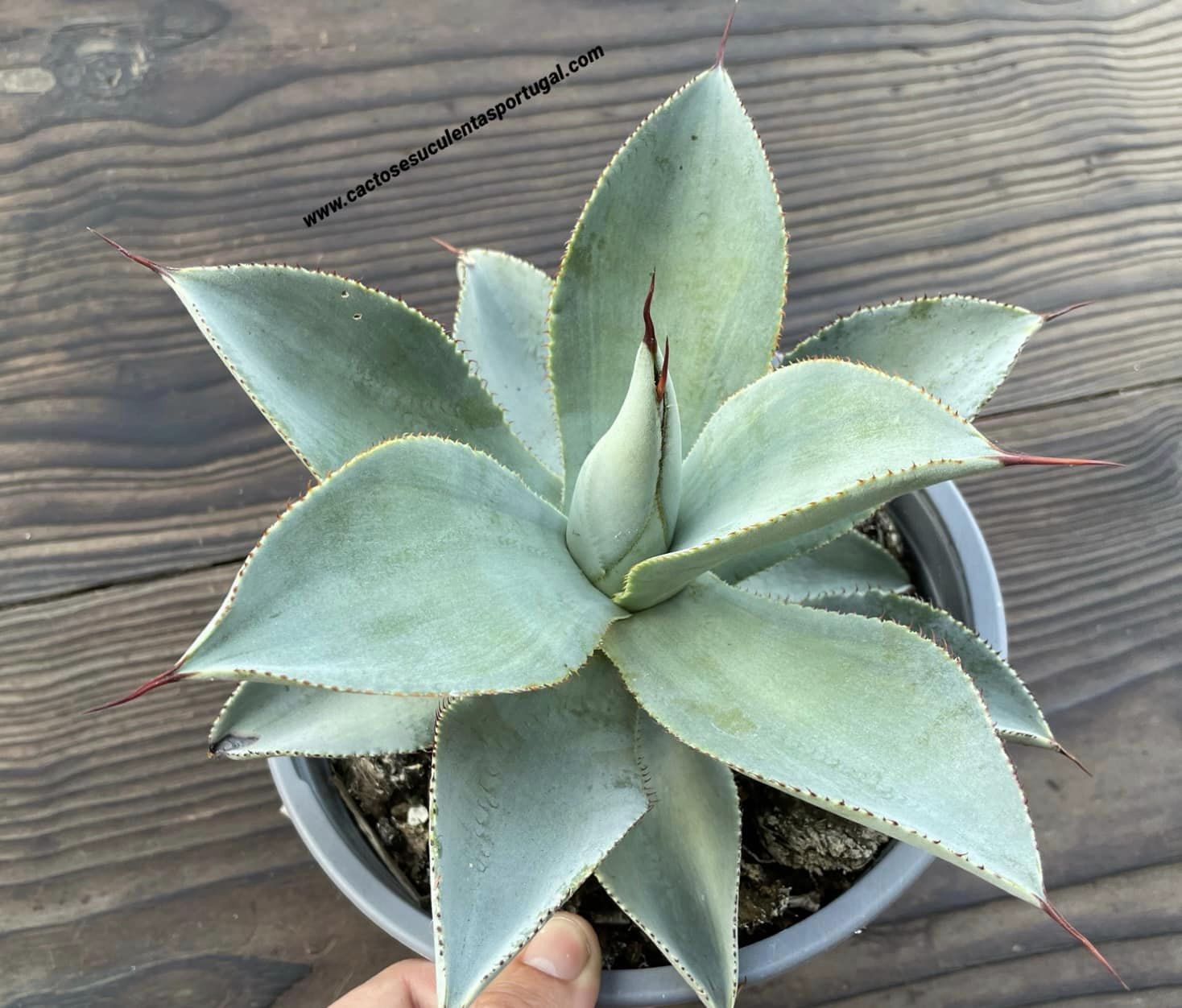 Agave pygmae 'Dragon Toes'