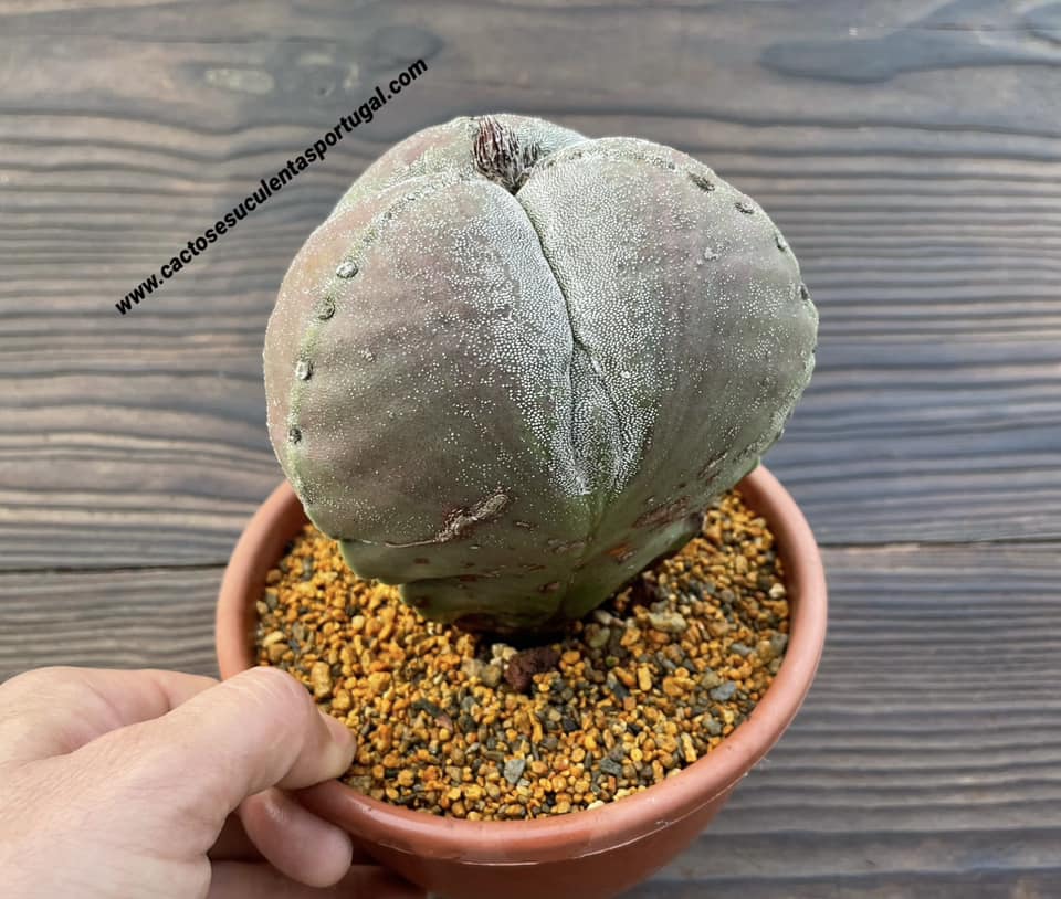 Astrophytum myriostigma f. tricostatum