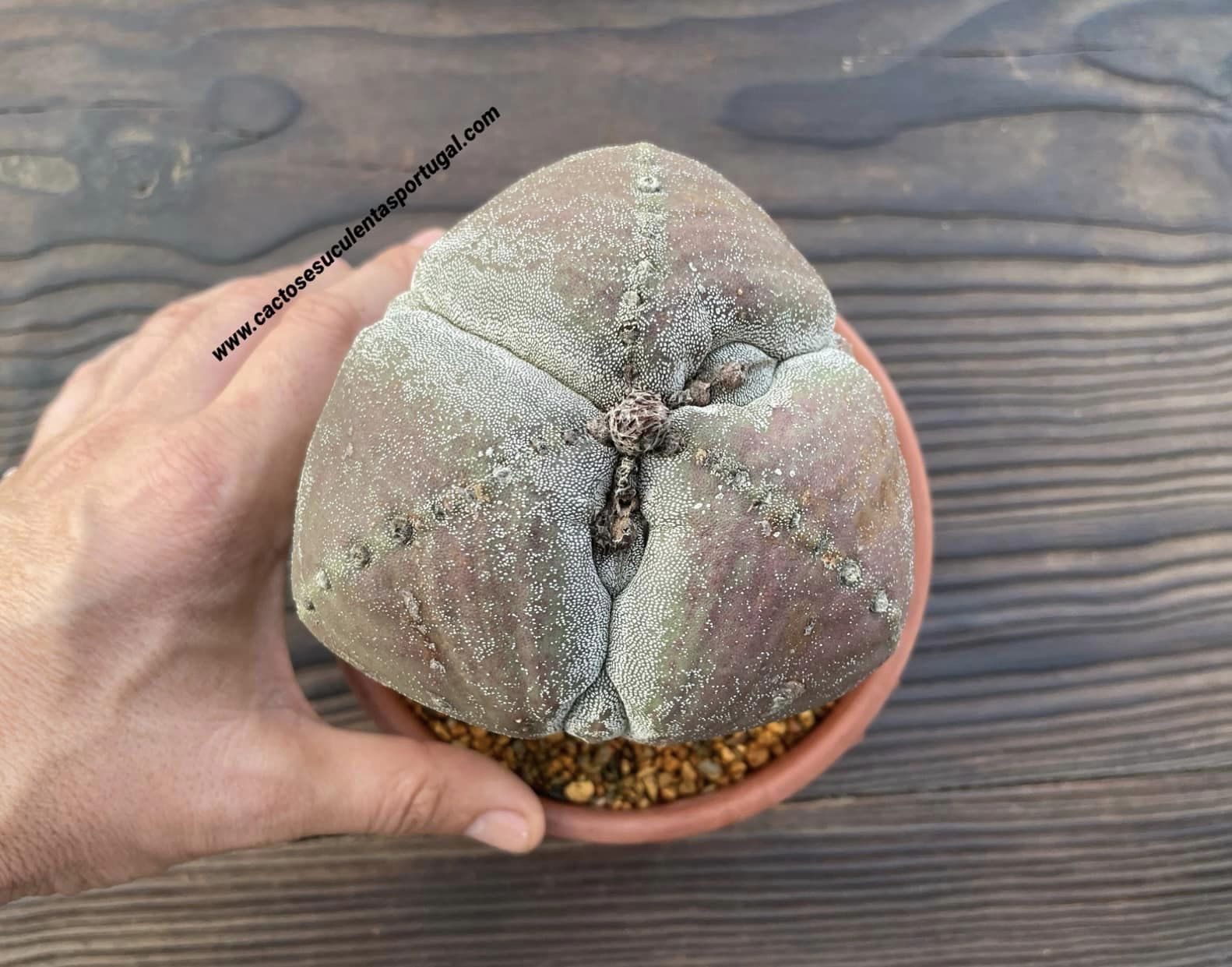 Astrophytum myriostigma f. tricostatum