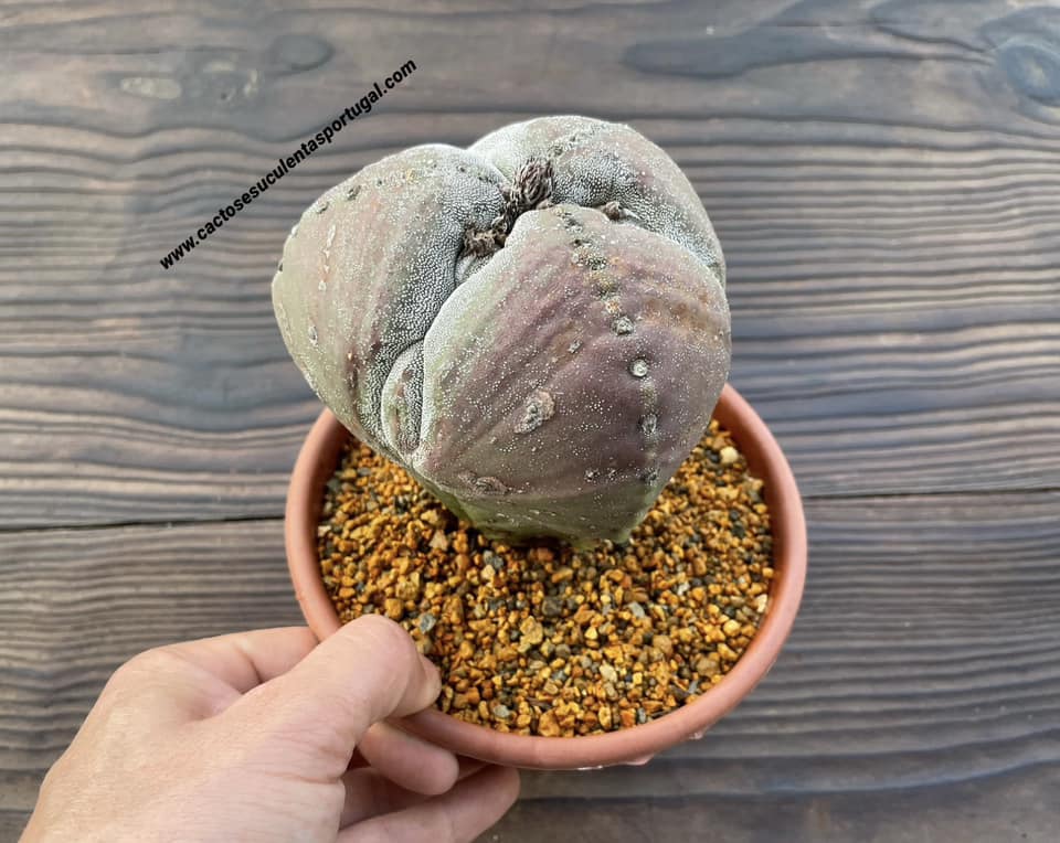 Astrophytum myriostigma f. tricostatum