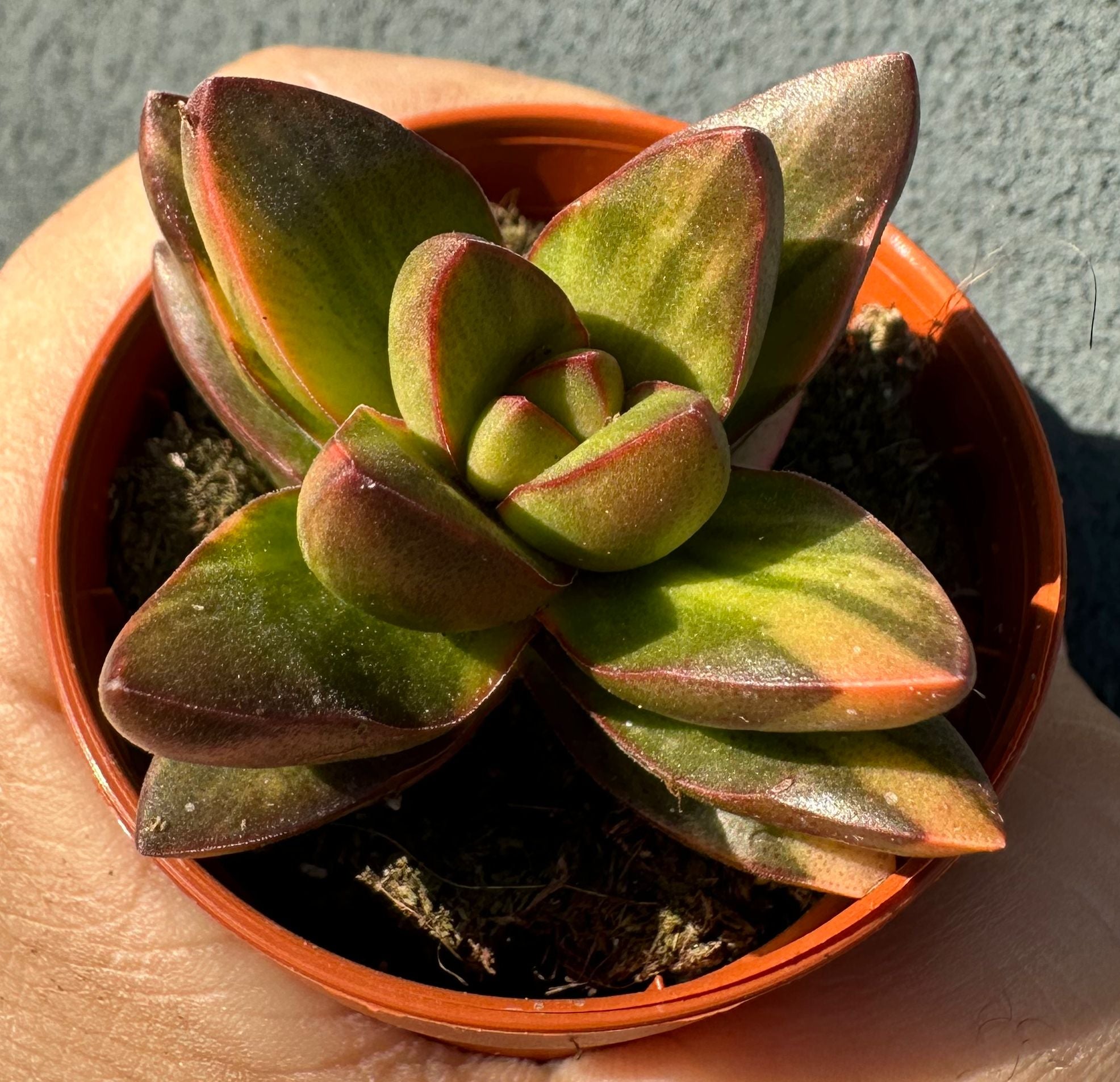Crassula benjamin Variegata