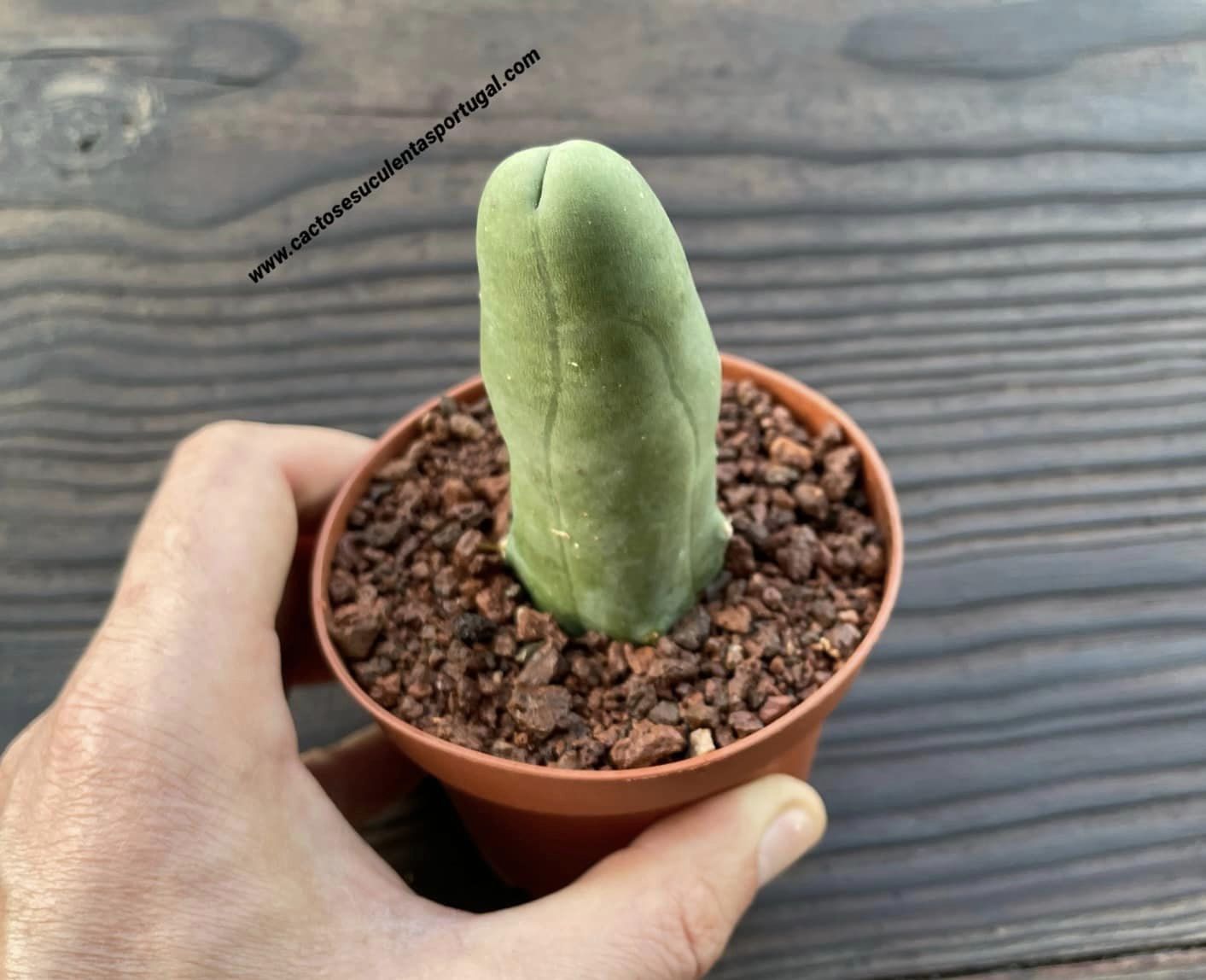 Cacto pénis, Echinopsis lageniformis