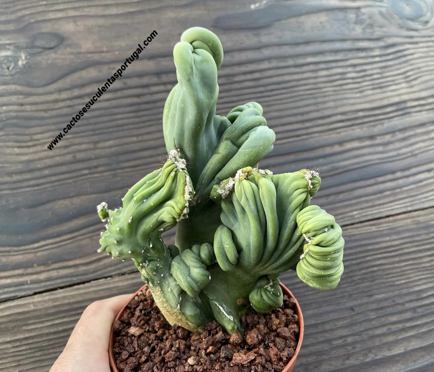 Cacto pénis Echinopsis lageniformis form. cristata
