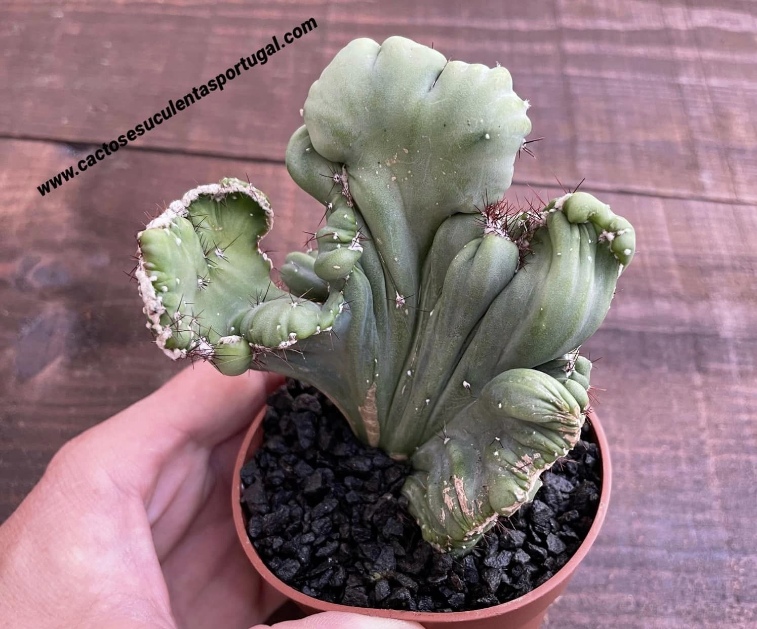 Echinopsis lageniformis form. cristata, Cacto pénis