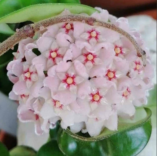 Hoya carnosa compacta "flor de cera"
