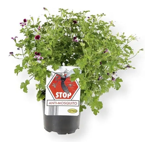 Pelargonium citrodorum - (Anti-mosquitos)