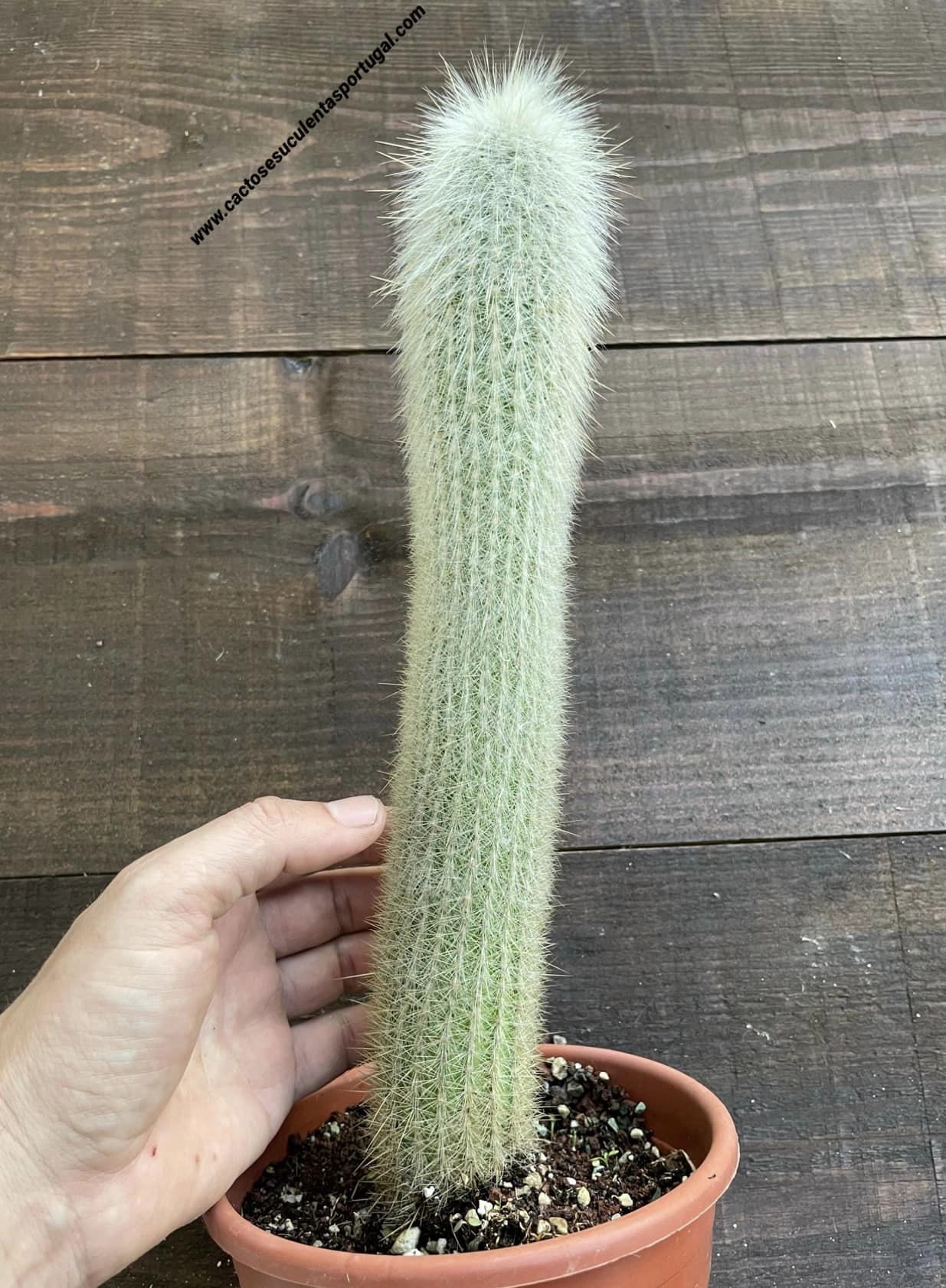 Cleistocactus strausii