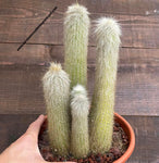 Cleistocactus strausii