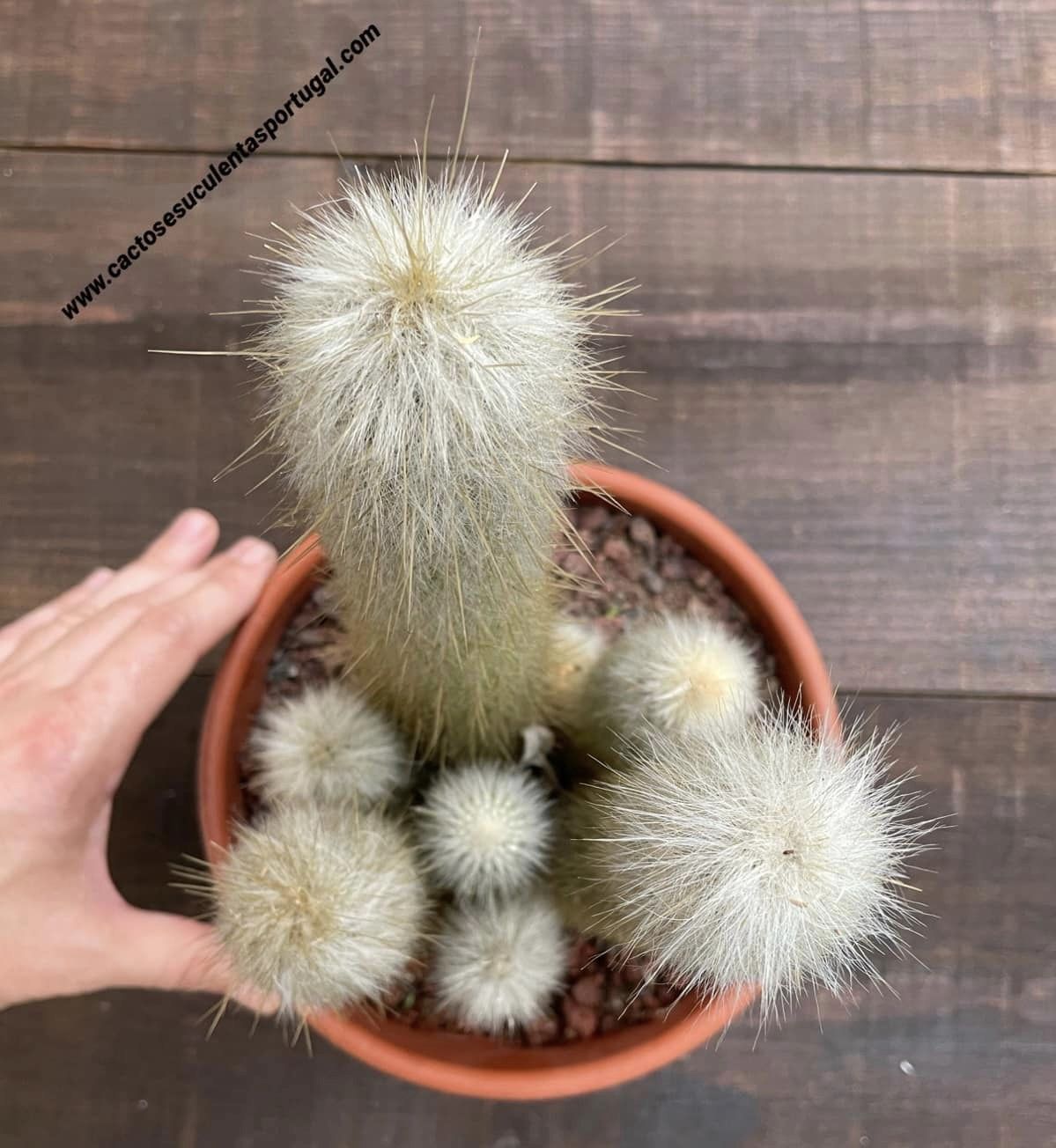 Cleistocactus strausii