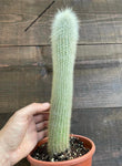 Cleistocactus strausii