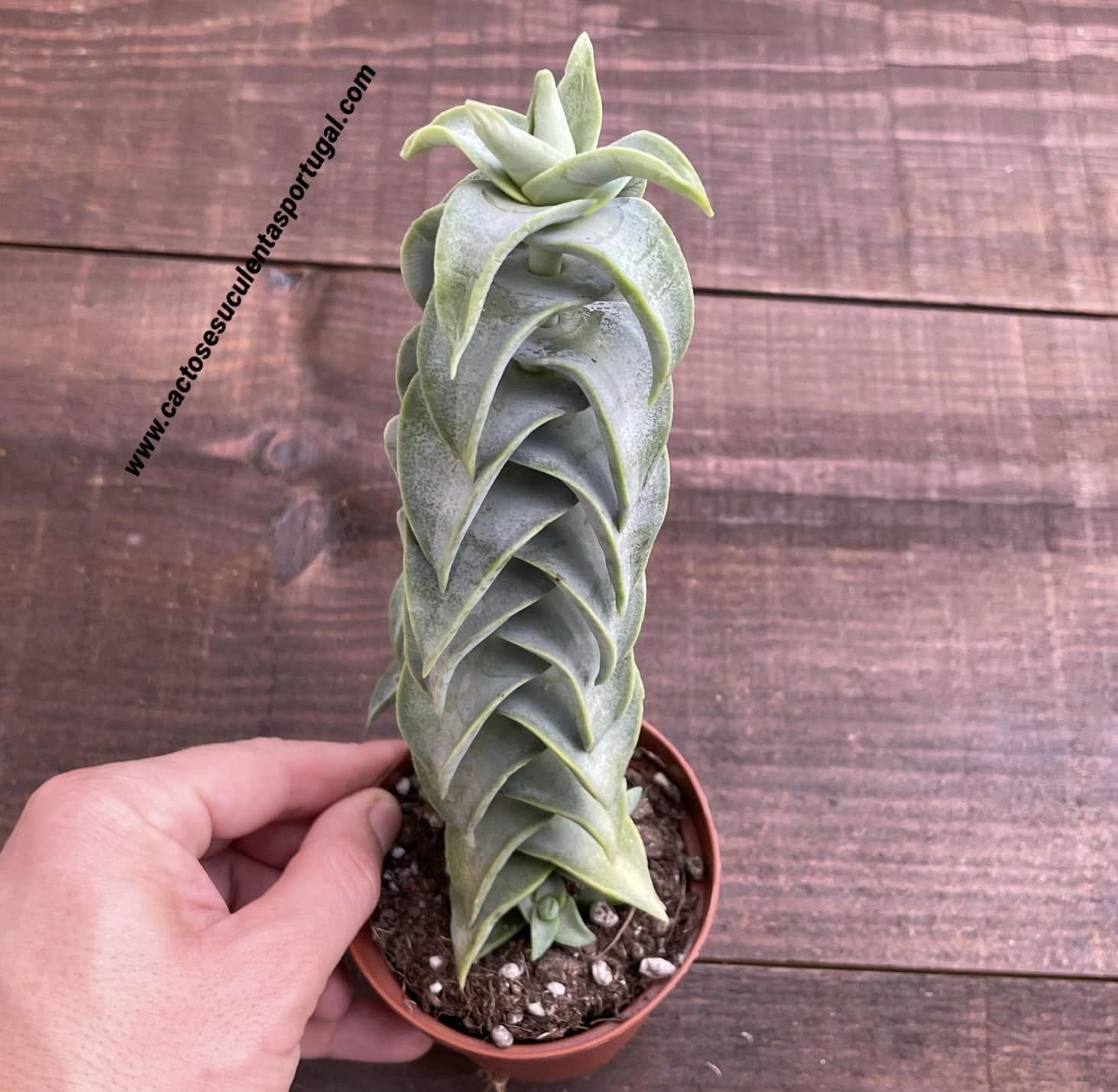 Crassula Perforata 'Penhoek Pass'