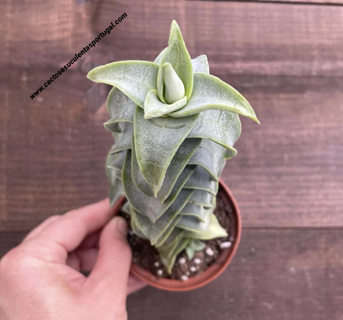 Crassula Perforata 'Penhoek Pass'