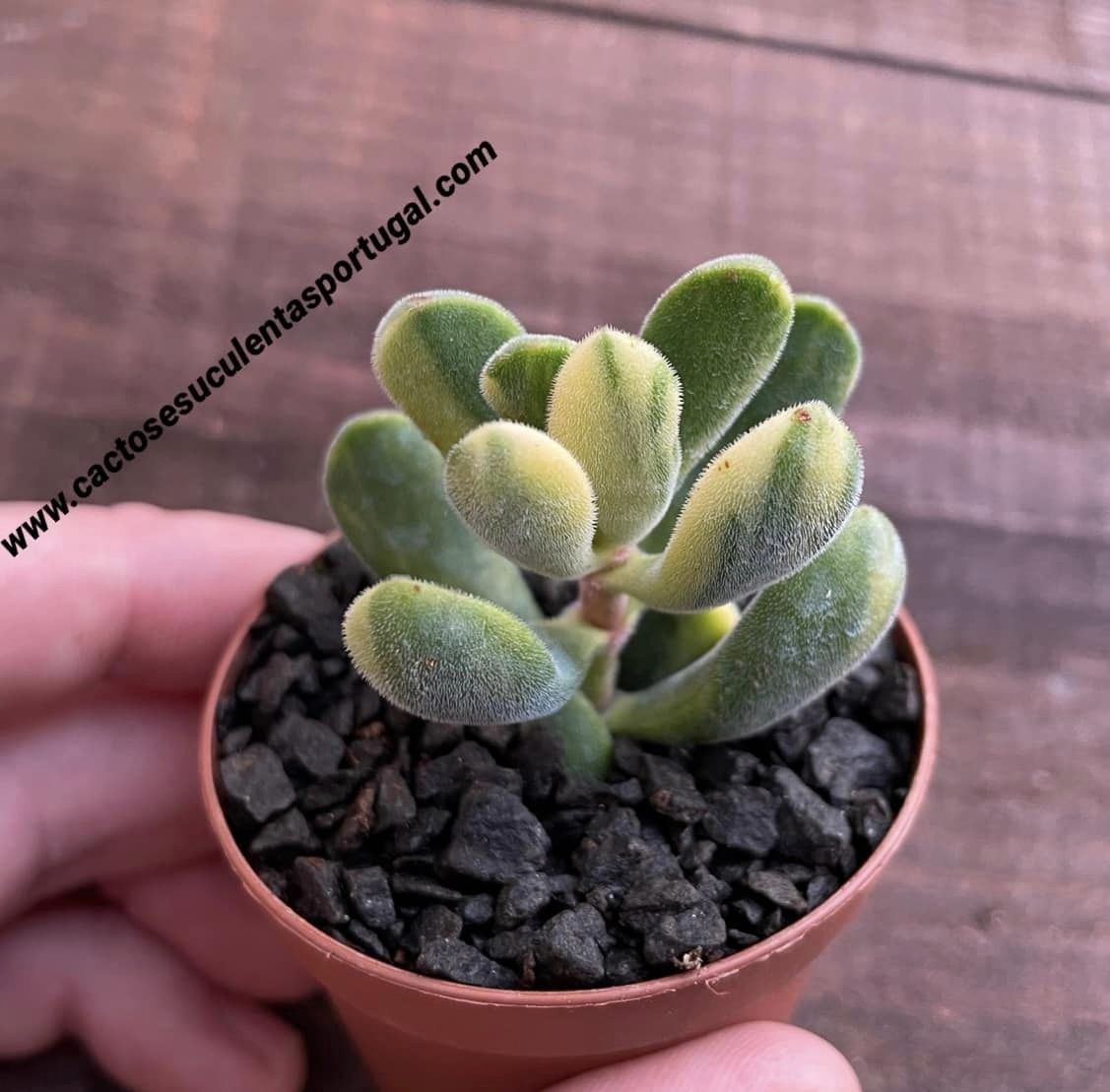 Crassula rogersii variegata