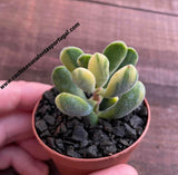 Crassula rogersii variegata