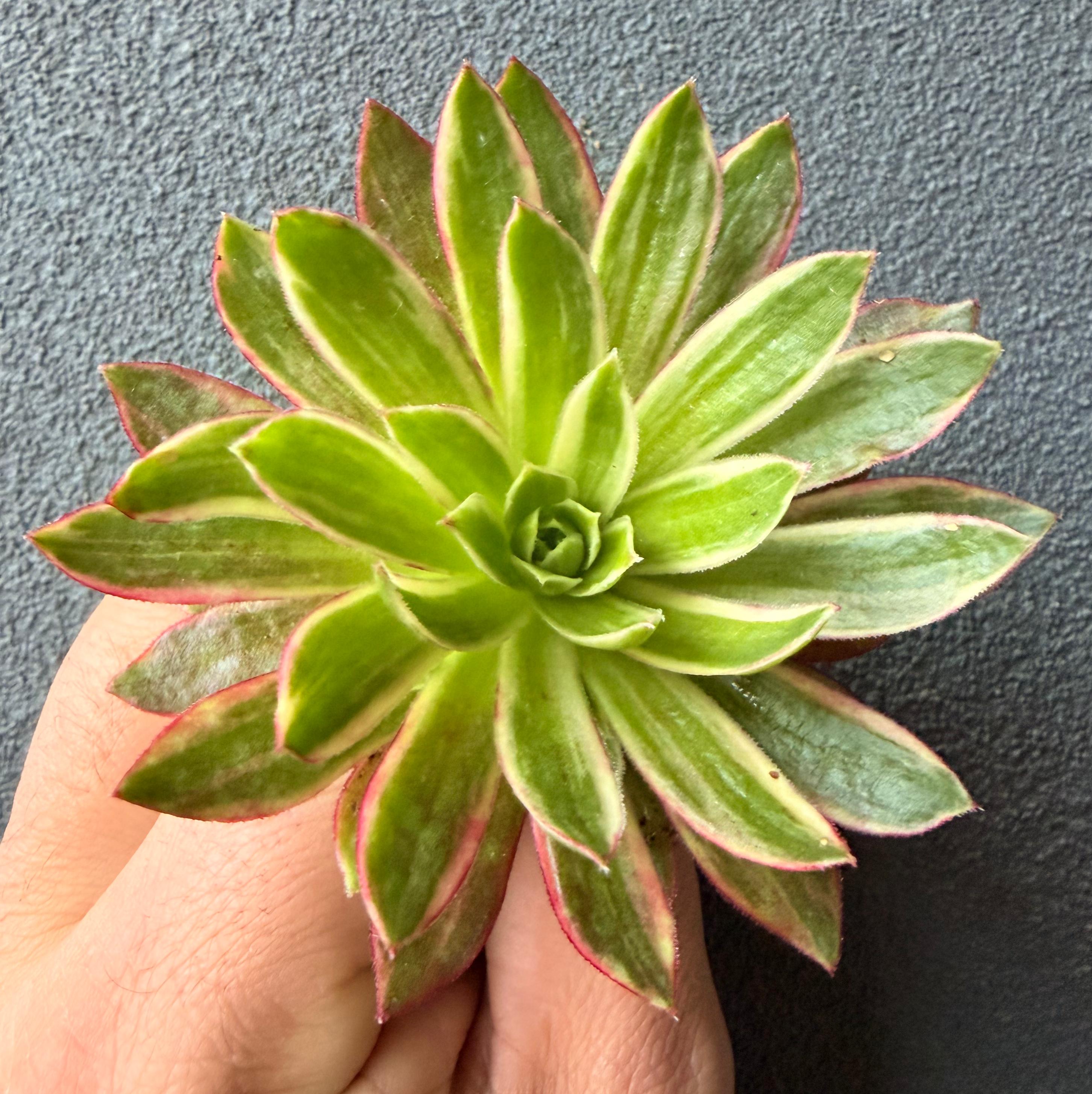 Aeonium Phoenix Flame Variegata