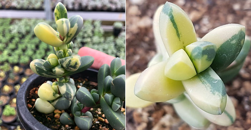 Delosperma lehmannii variegata